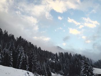 Trees against sky during winter