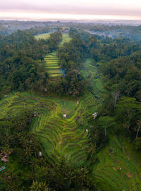 Scenic view of agricultural field