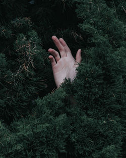 Cropped hand amidst plants in forest