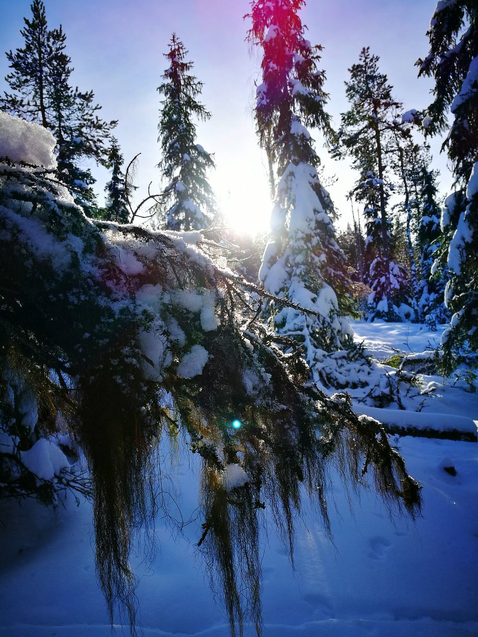 tree, sunlight, sunbeam, low angle view, nature, sun, beauty in nature, sky, no people, outdoors, growth, sunset, cold temperature, branch, day, close-up