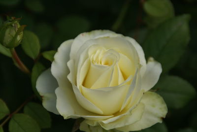 Close-up of white rose blooming outdoors