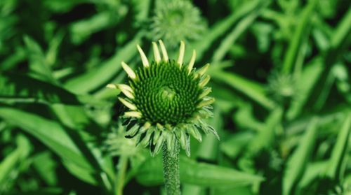 Close-up of flower plant