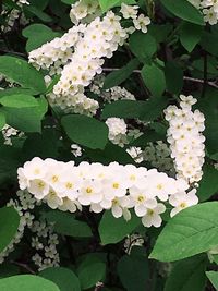 Close-up of white flowering plant