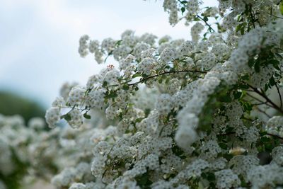 Common hawthorn or single-seeded hawthorn, crataegus monogyna