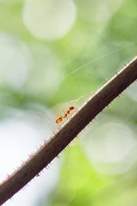 Close-up of spider on leaf