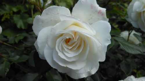 Close-up of white rose