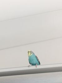 Bird perching on wall