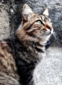 Close-up of a cat looking away