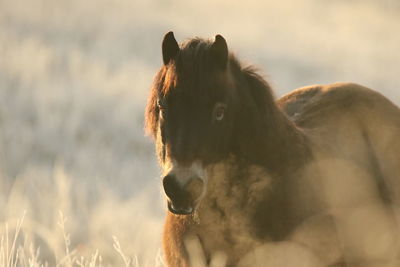 Horse standing on field in winter