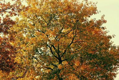 Low angle view of trees