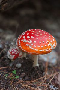 Close-up of mushroom growing in forest