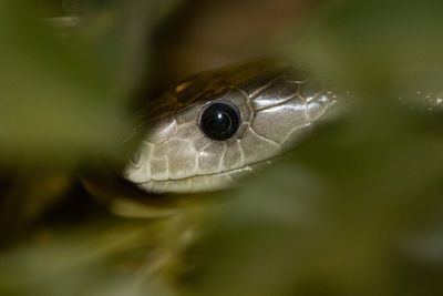 Close-up of snake