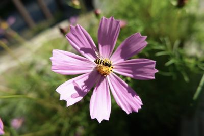 Close-up of pink cosmos flower