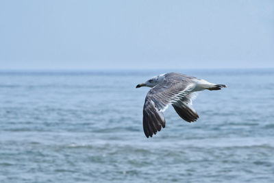 Seagull flying over sea against sky