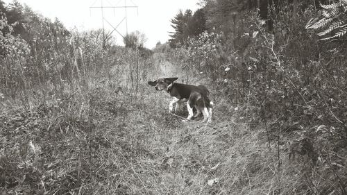 Dog on grassy field