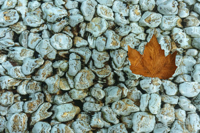 Bluish-green pebbles stained with silt on the pool. a yellow autumn leaf floats.