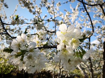 Low angle view of cherry blossoms in spring