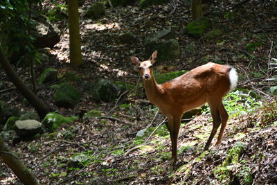 Deer standing in a forest