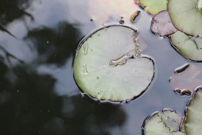 High angle view of leaf floating on water