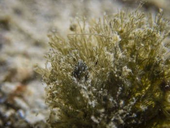 Close-up of snow on field