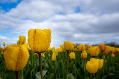 Close-up of yellow tulip flowers in field