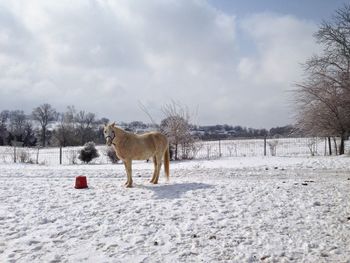 Dog standing on snow field against sky