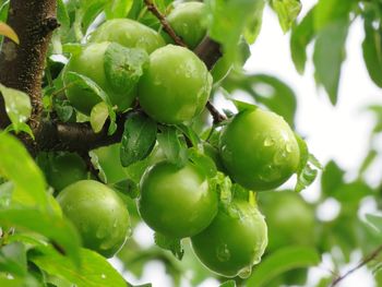 Close-up of fruits on tree