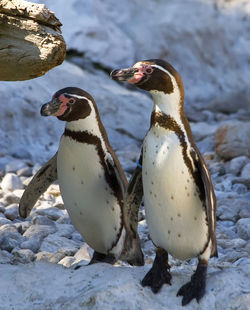 View of penguins on snow covered land