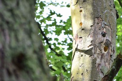 Close-up of lizard on tree trunk