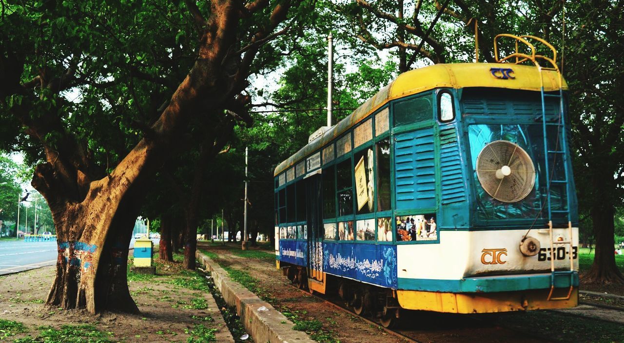 VIEW OF TREES