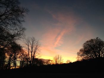 Silhouette of trees at sunset