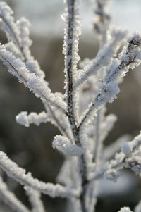 Close-up of frozen plant