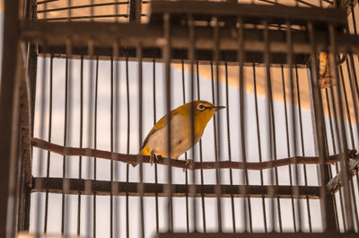 Close-up of bird perching in cage