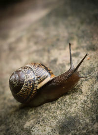 Close-up of snail