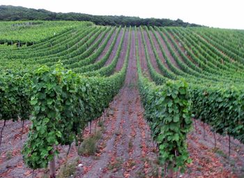 Panoramic view of vineyard