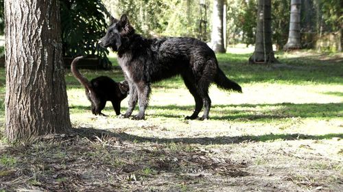 Dog standing on grass