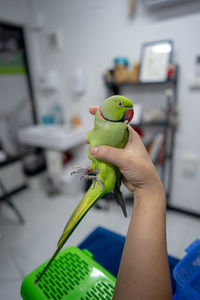 Close-up of a hand holding parrot