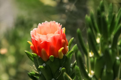 Close-up of red rose flower