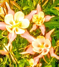 Close-up of red lily blooming in park