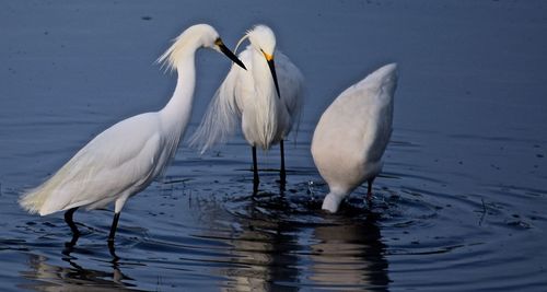 Snowy egret foraging in lake