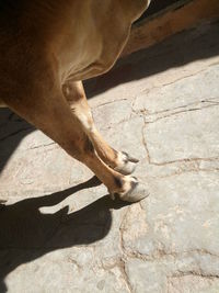 Low section of domestic cattle standing on footpath