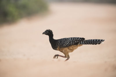 Close-up of bird