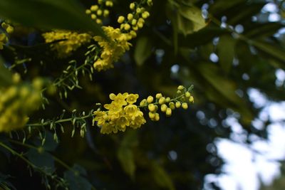 Close-up of yellow flowering plant