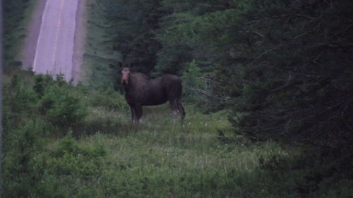 Sheep grazing on field