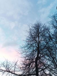 Low angle view of bare tree against sky