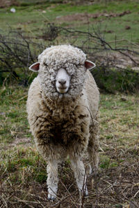 Close-up portrait of sheep standing on grassy field