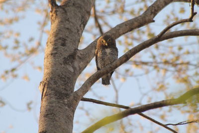 Low angle view of bird perching on tree