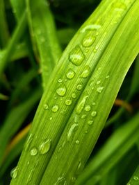 Close-up of wet plant