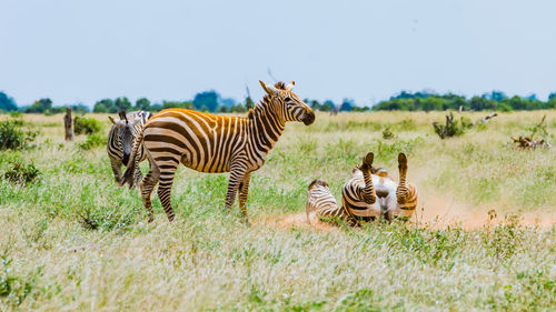 Zebra dusting on the ground in the park