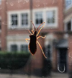 Close-up of insect on glass window